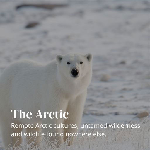 the arctic